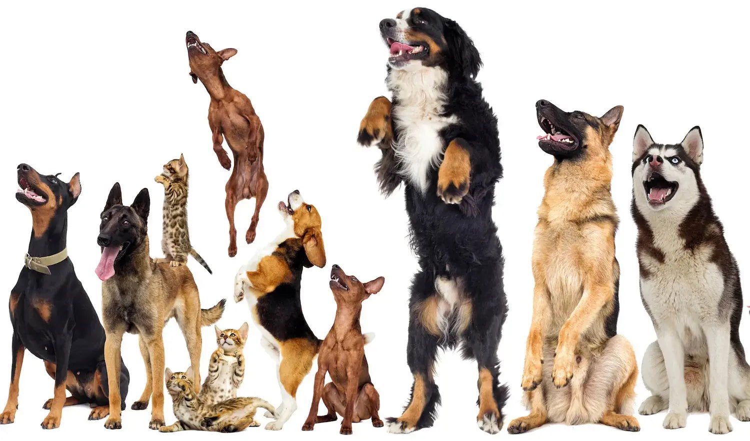 PRODUIT POUR ANIMAUX - JosMir Beauty & Luxury